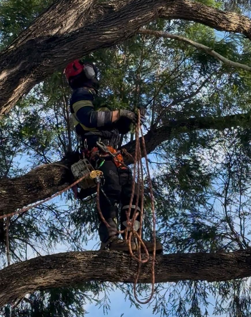 Climber working on ropes in the canopy with full safety gear