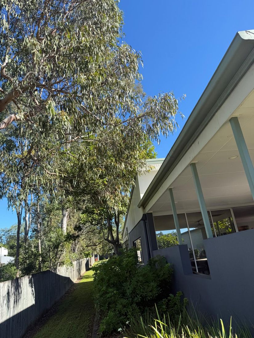 Overhanging eucalyptus branches cleared away from a house roofline