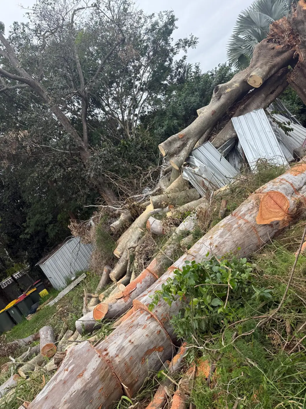 Large tree sectioned into logs after removal beside a damaged shed