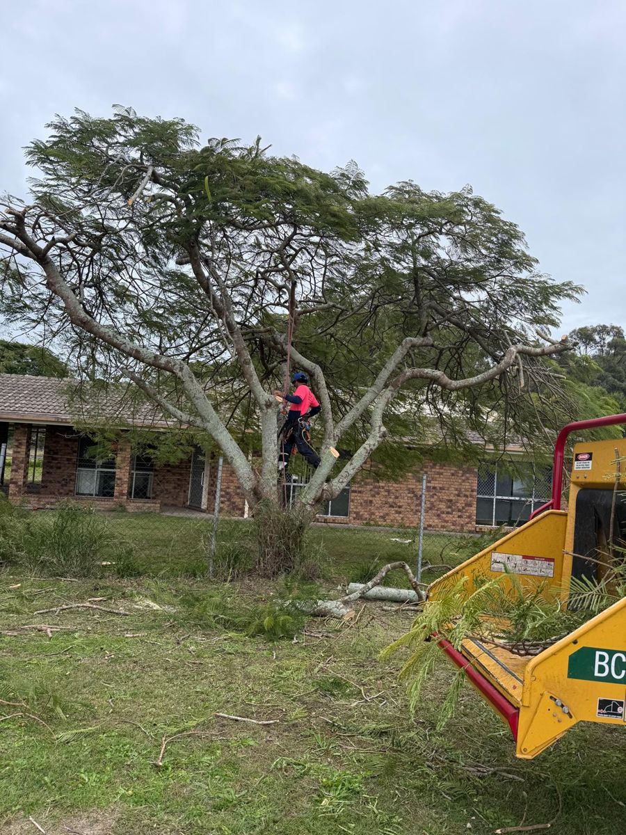 Pink Tree Services arborist sectioning down a large tree with a chipper on site