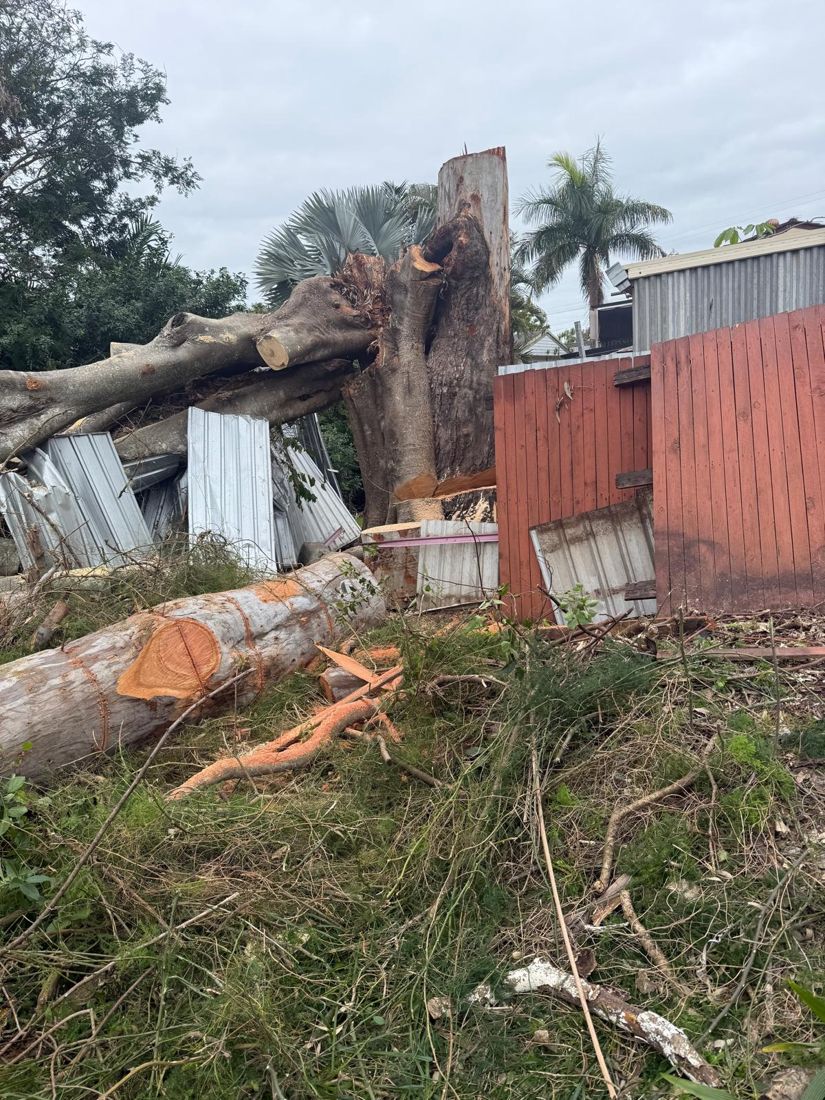 Large storm-damaged gum sectioned down beside a shed