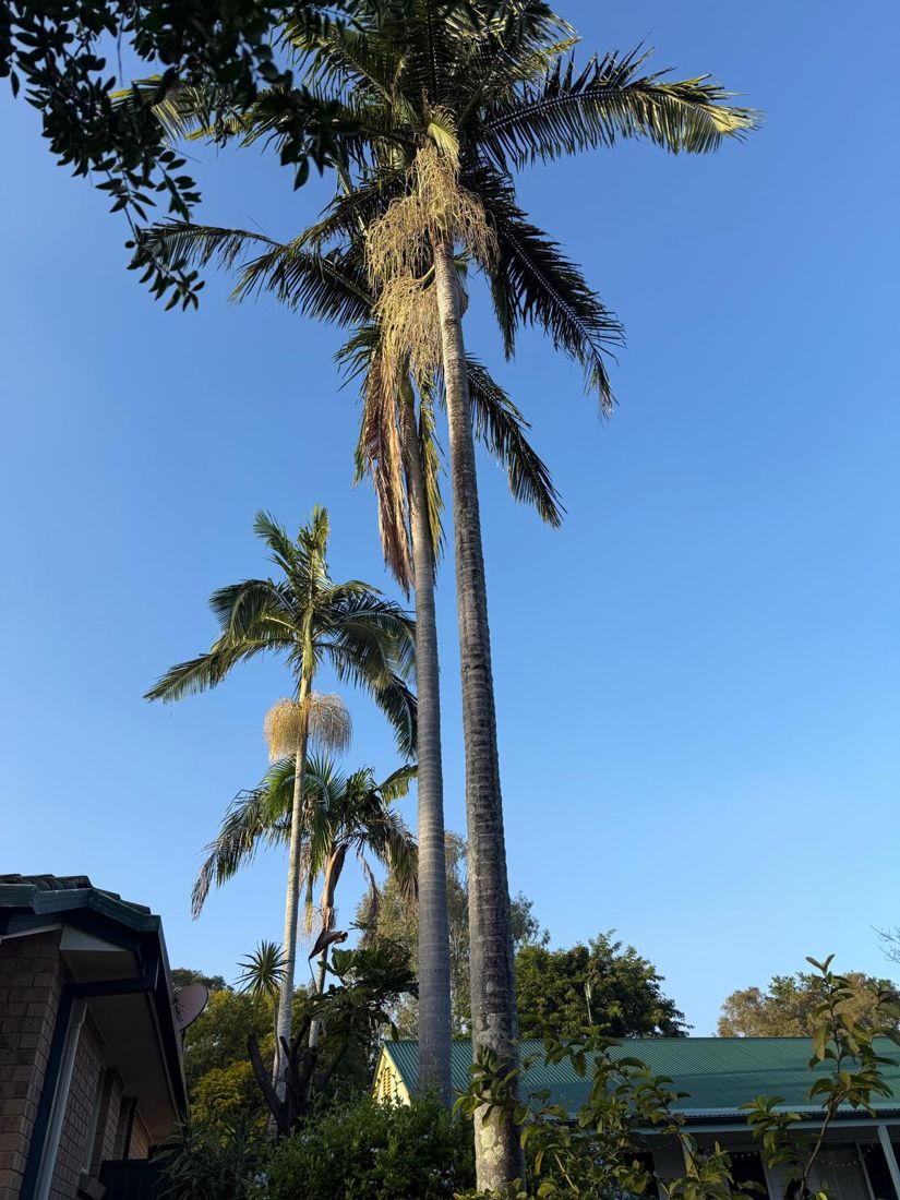 Tall palms towering over a Brisbane rooftop before removal