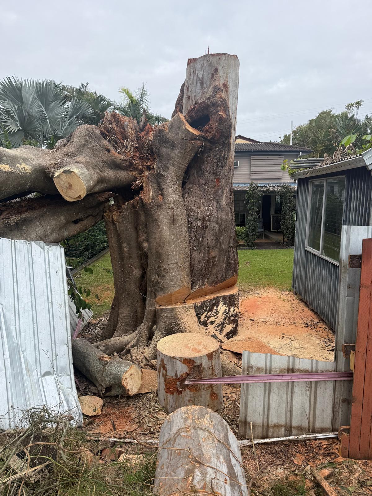 Large fig tree sectioned into logs during removal beside a Brisbane home