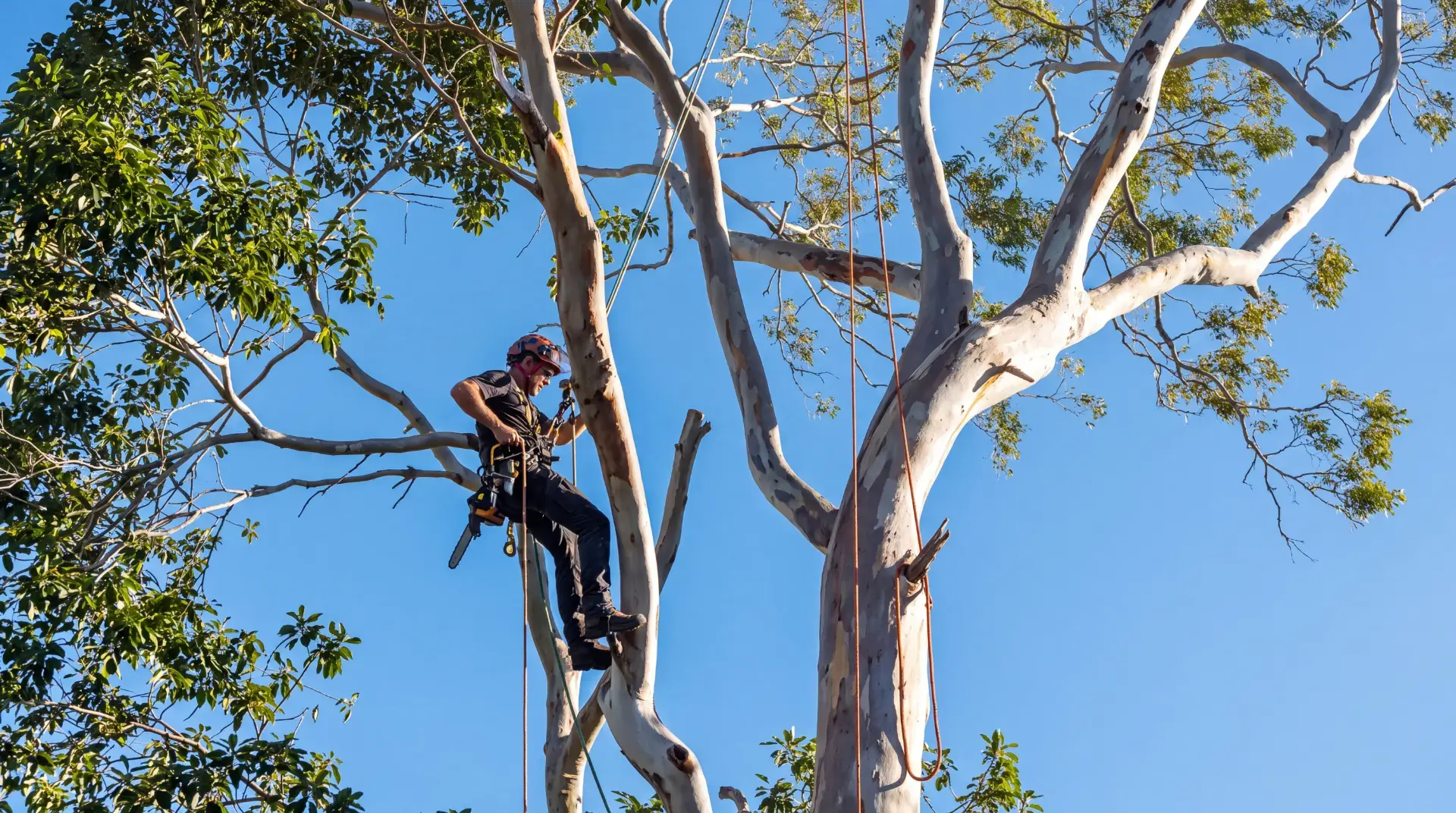 Arborist roped into a tall gum tree removing limbs above a Brisbane property