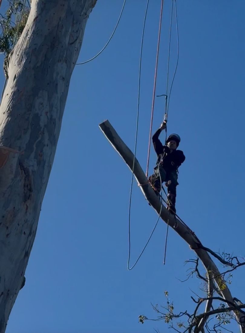 Arborist rigging and lowering a limb high in a gum tree